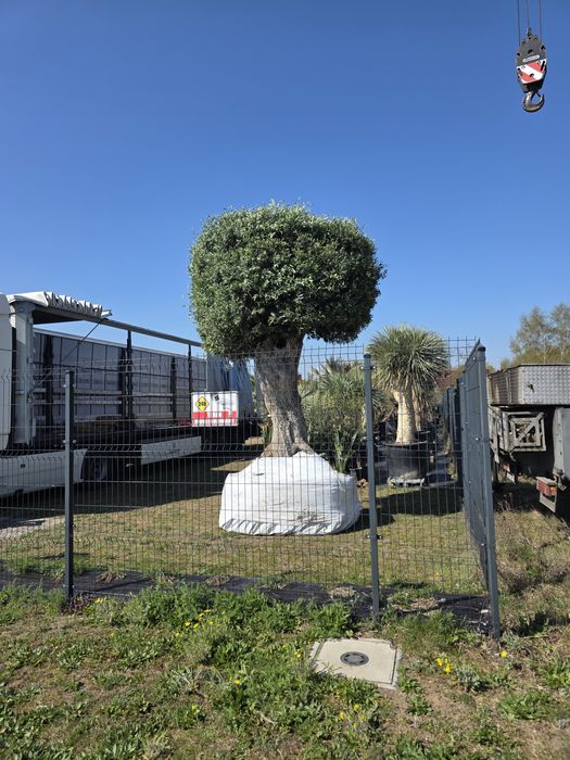 Drzewo oliwne, Olea Europaea ,oliwka