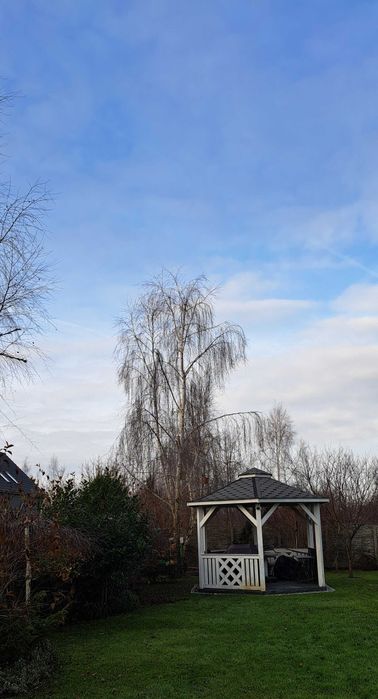 Wycinka i Pielęgnacja drzew