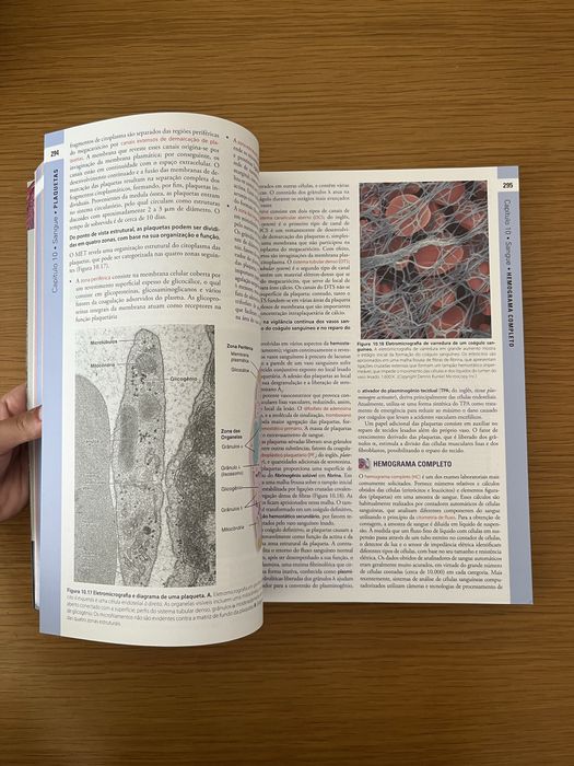 Ross Histologia Sétima Edição