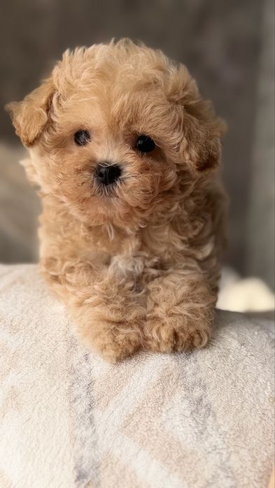 Мальтипу той пудель maltipoo poodle