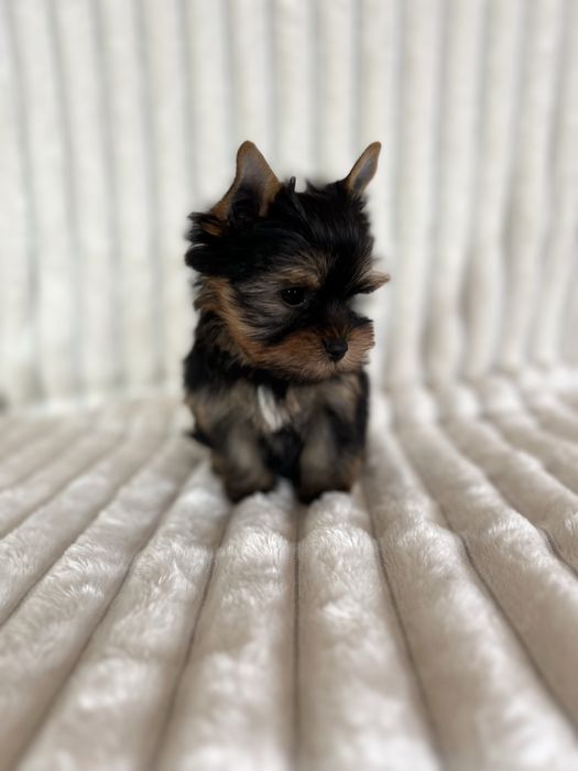 Цуцунятка Йорчики