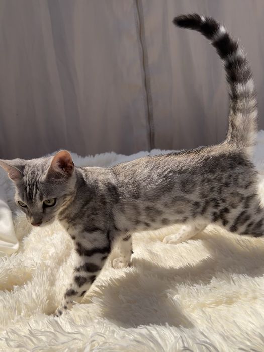 Piekny kielo cud . Legalna hodowla, kocurek bengalski Silver