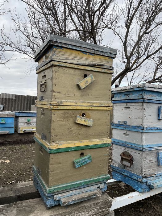 Вулики Альпійські (повний комплект!)