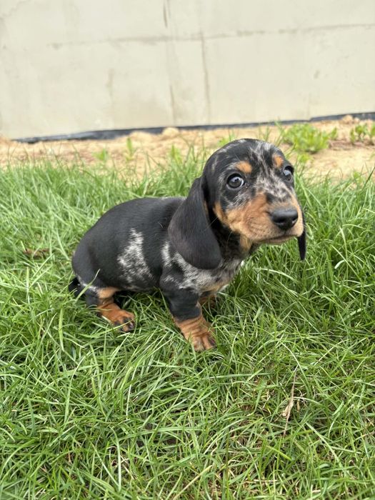 Jamnik krótkowłosy suczka