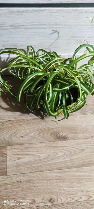 Хлорофитум пестрый и кудрявый