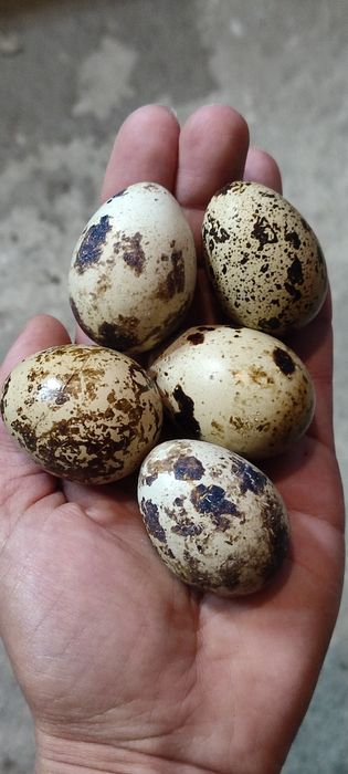 Klatki dla przepiórek,  poidełka, karmniki