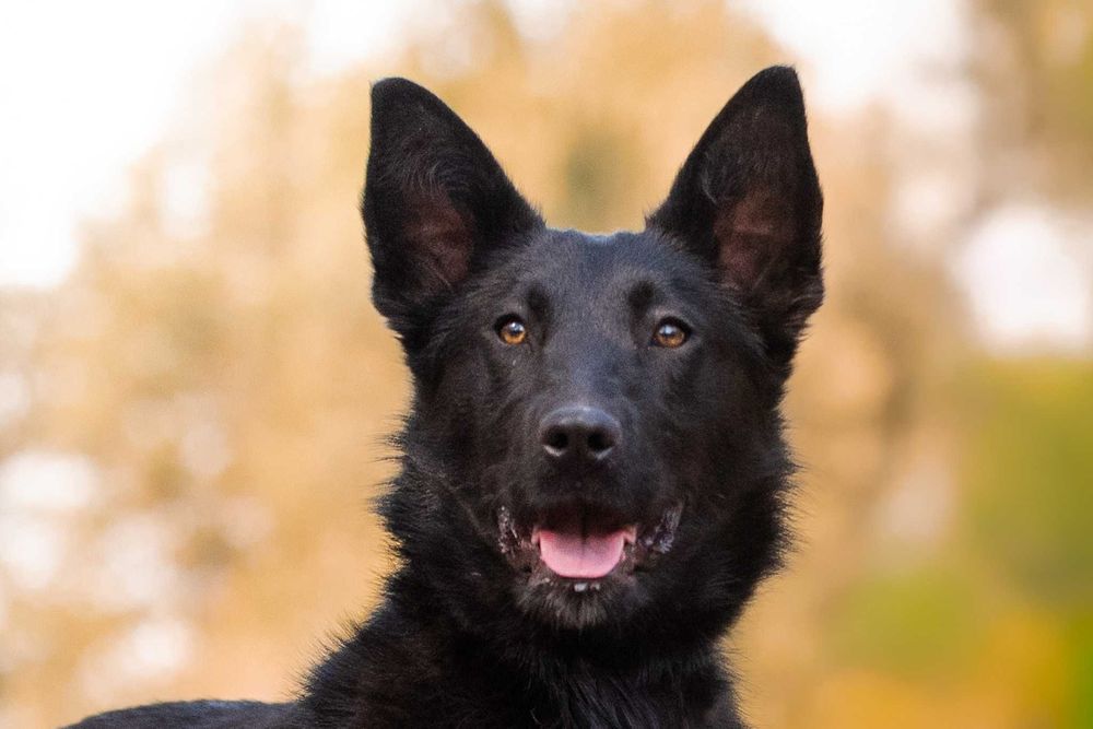 MAKIMA - młoda, aktyna, łagodna, idealna