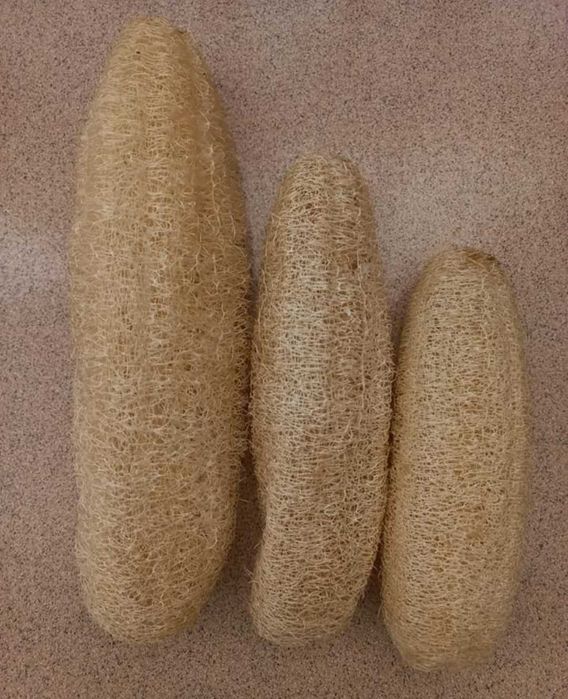 Luffa, lufa, bucha vegetal: Sementes, esponjas e plantas