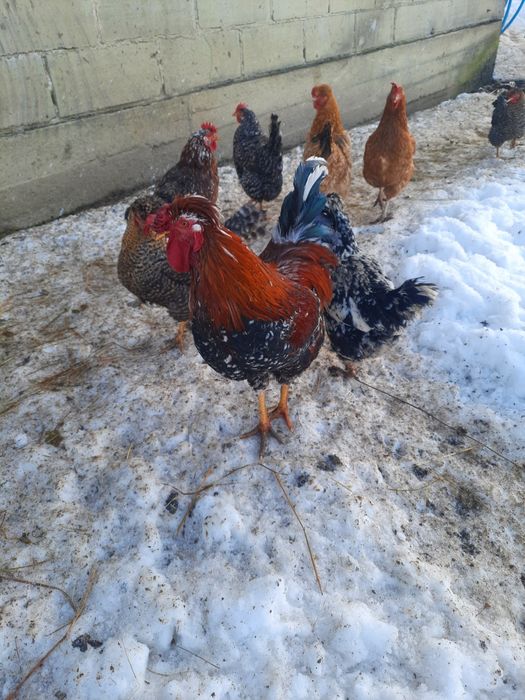 Jajka legowe czubatki staropolskiej