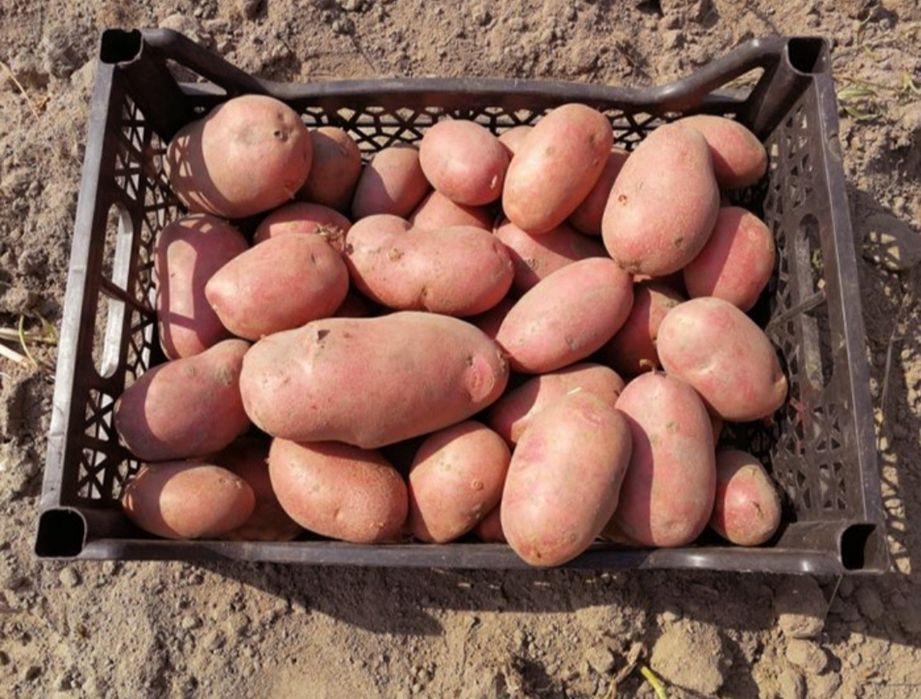 Насінєва картопля Дельфіне і рев'єра ( 2 - репродук) насінева, картоф