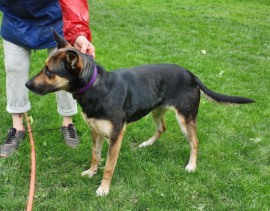 Sara - wilczkowata suczka