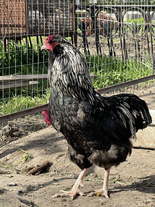 Півень амераукана