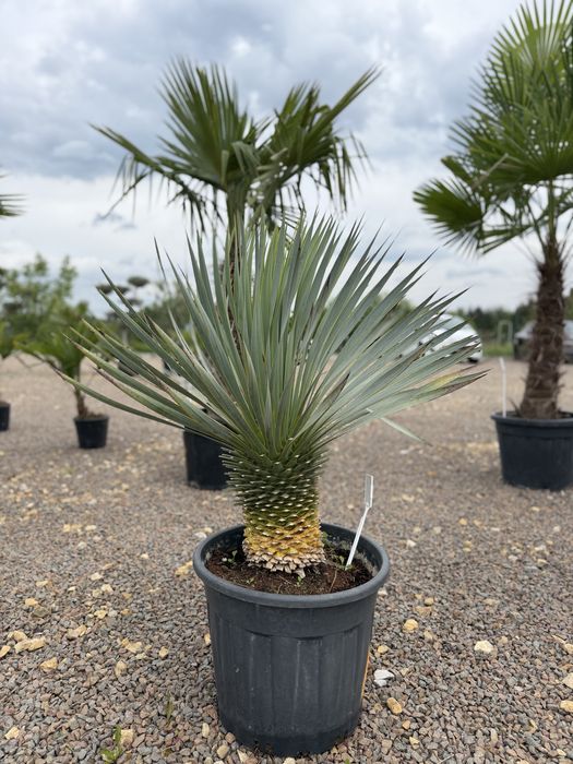 Yucca Rostrata - królowa mrozoodporności