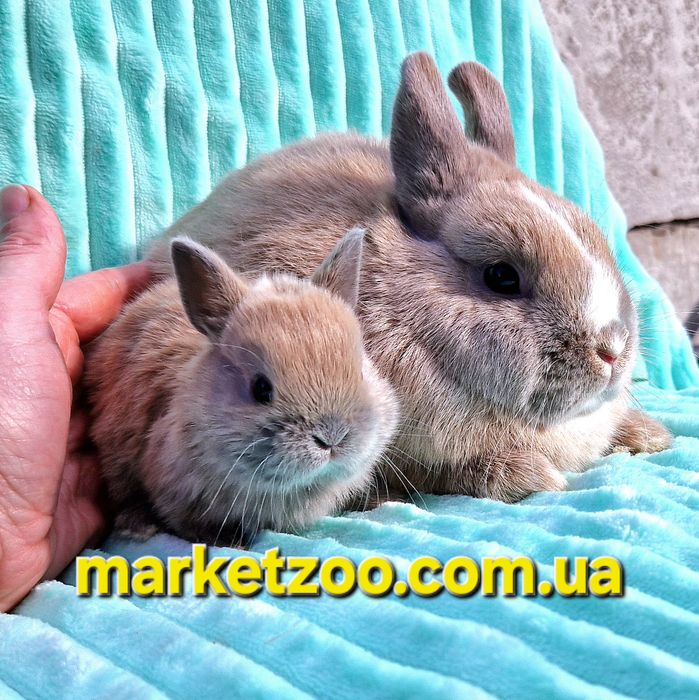 Netherland Dwarf хлопчик окрасу кремовий мардер — ніжність і рідкість