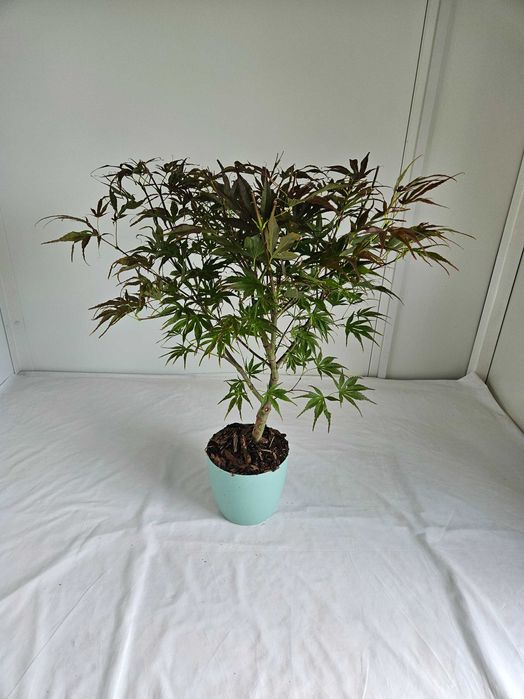 Klon palmowy Pave Dave 75cm C3 – czerwony przebarwiający się