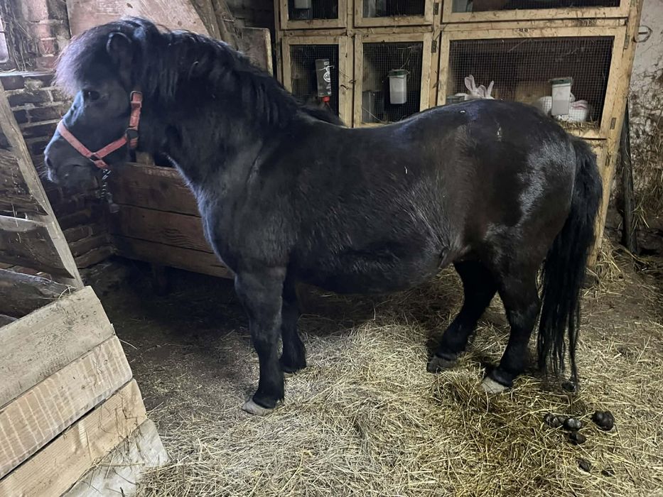 Sprzedam klacz kucyk.