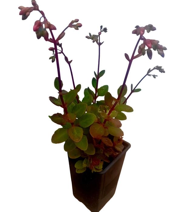 Suculenta Kalanchoe pendente – Bryophyllum manginii em vaso