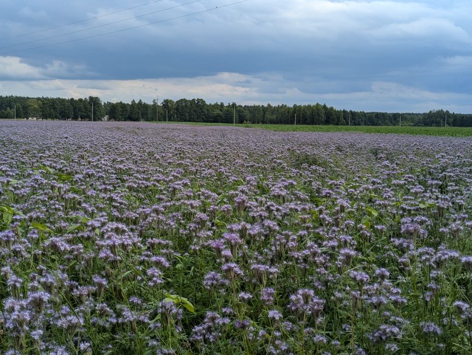 Facelia błękitna