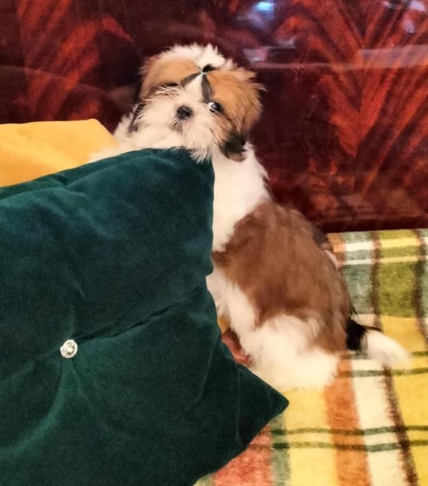 Piesek shih tzu piękny, zdrowy z domowej hodowli.