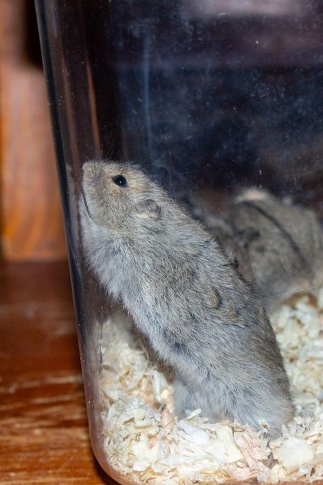 Sprzedam młode Lemingi stepowe