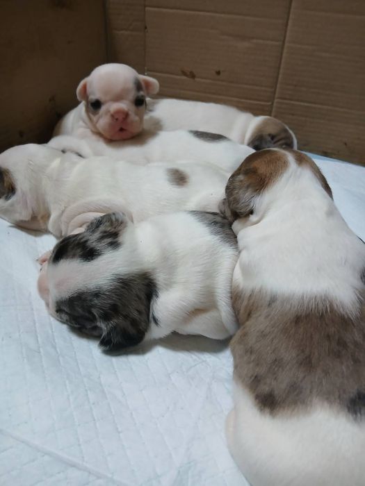 Щенята Французького бульдога