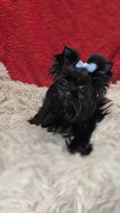 Yorkshire Terrier piesek do odbioru