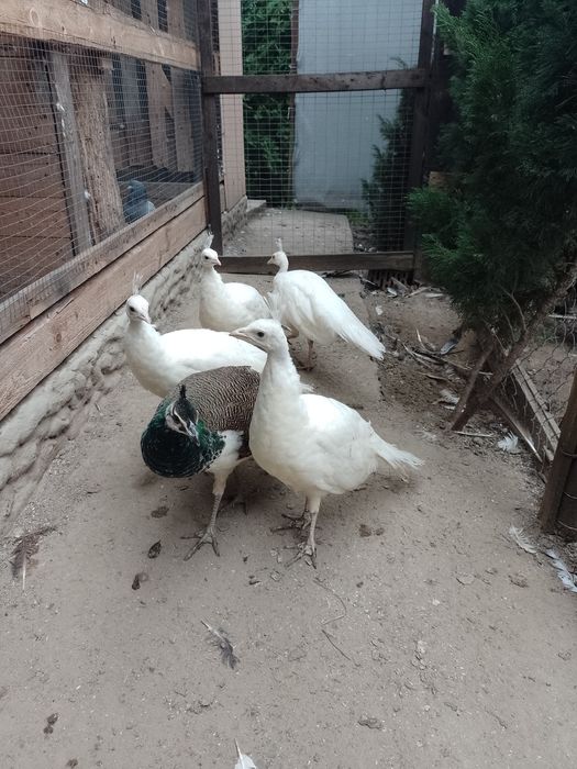 Птиця виводок, 2025 рк