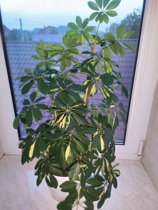 Комнатный цветок шефлера