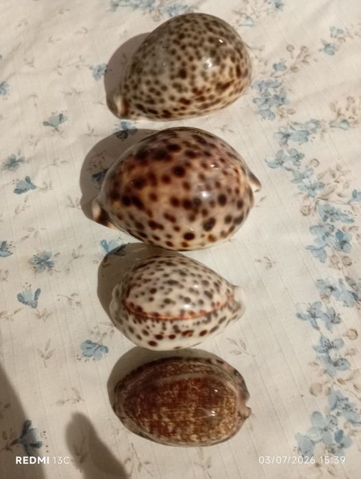 4 búzios colecionadores