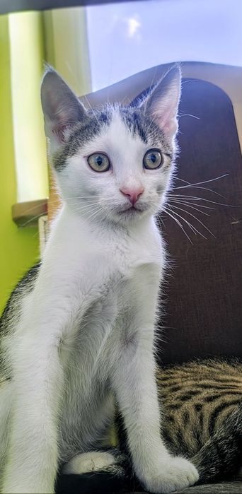 Kotki i kocurki 8-12 tygodni,zaszczepione, adopcja.