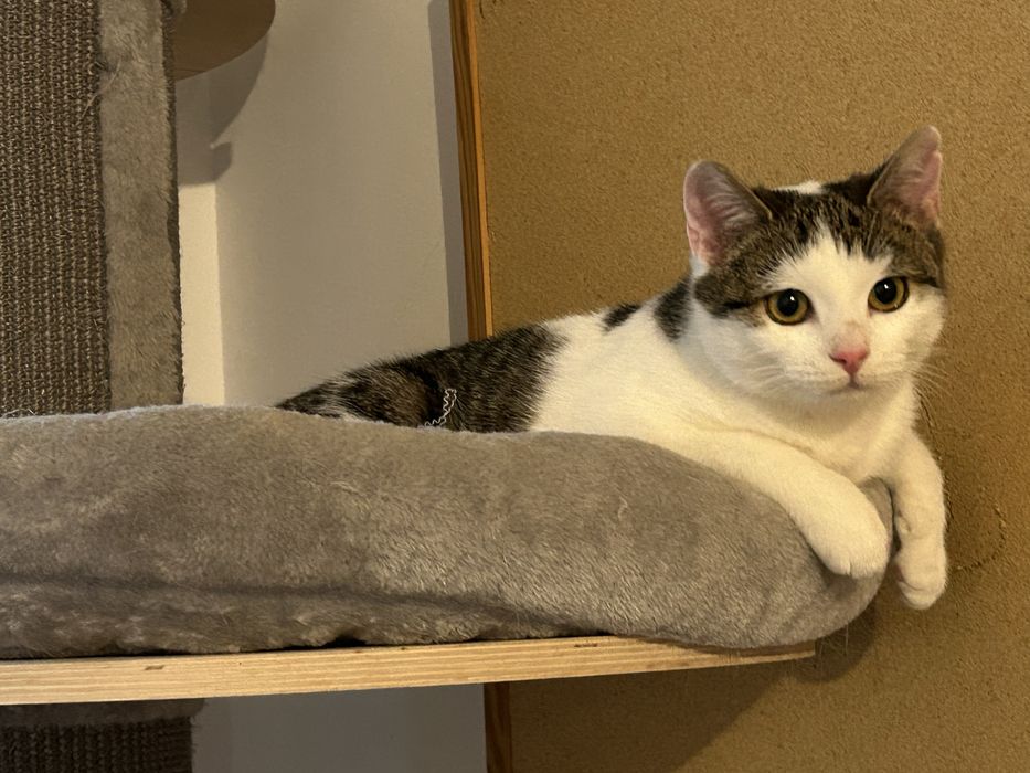 Wysterylizowana kotka 6 miesiecy do adopcji