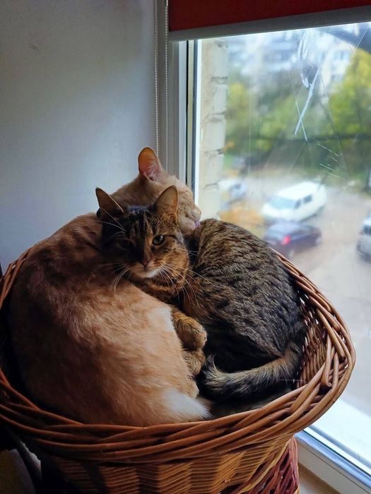 Котики в добрі руки, в одну родину