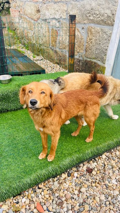 Adopção 2 cadelas esterilizadas meigas