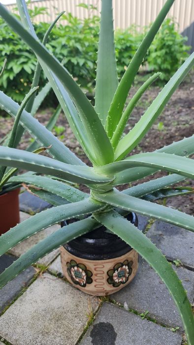 Алоє вера 5 років - лікувальна рослина, гарна, невибаглива.