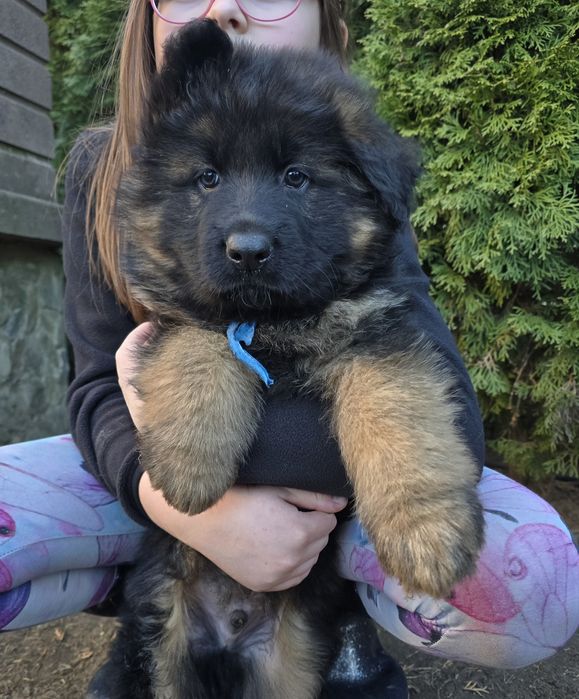 Owczarek Niemiecki Długowłosy PIESEK GoToWy do OdBiOru.