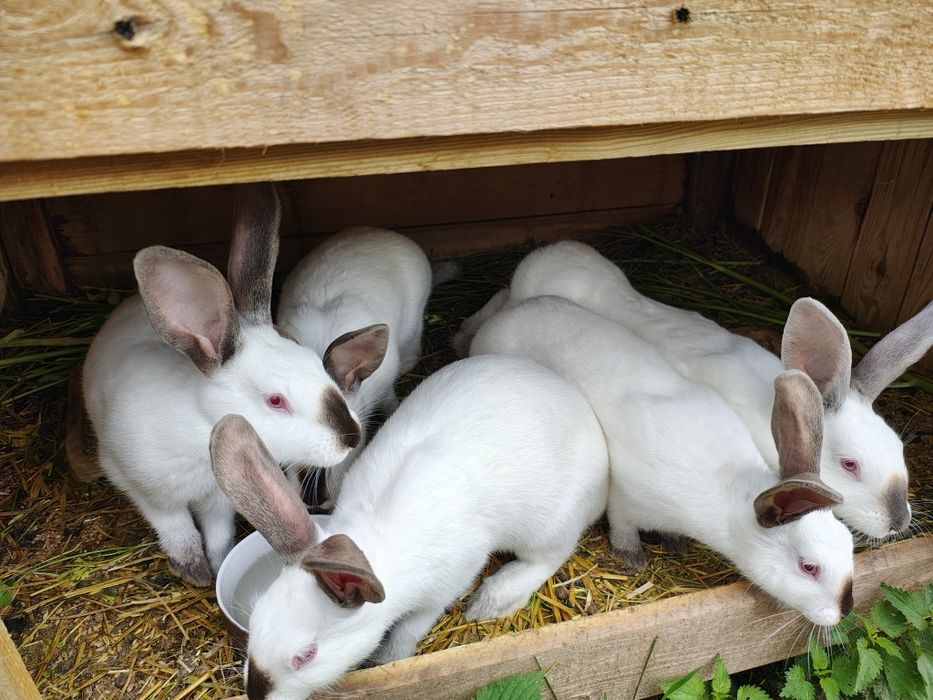 Sprzedam kroliki