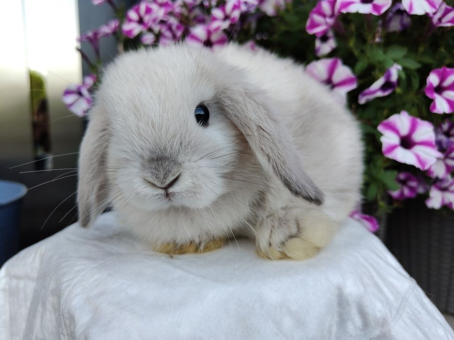 Mini Lop królik gotowe do odbioru