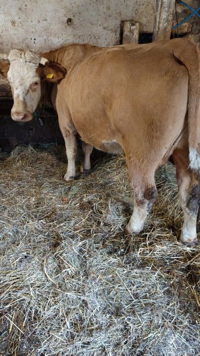 Sprzedam dwie krowy na ocieleniu