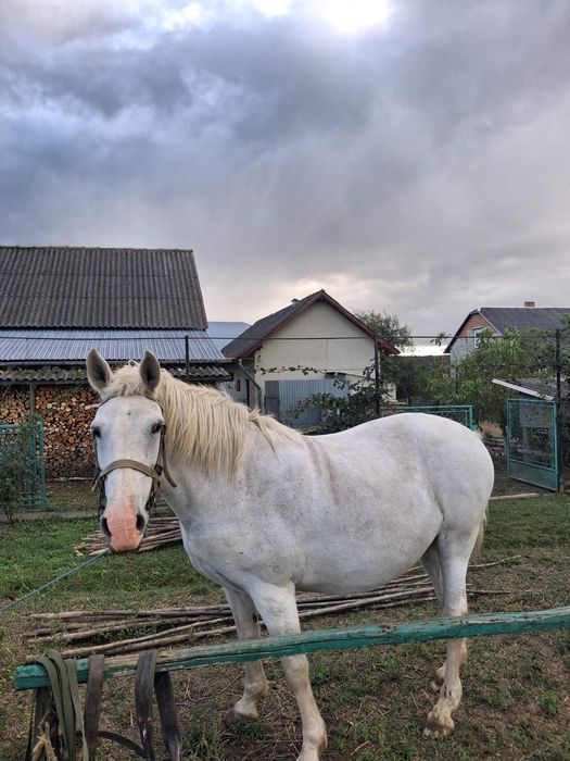 Продається кобила,15 років,спокійна,