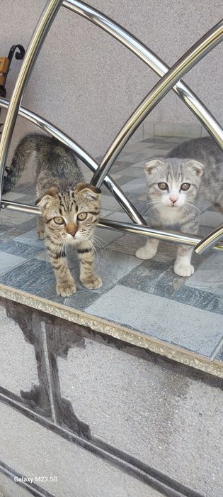 Шотландські кошенята , тигровий колір