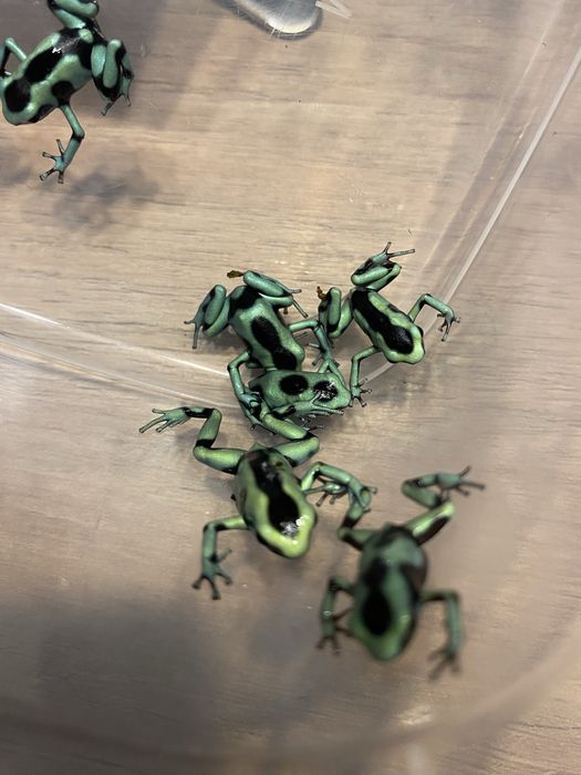 Dendrobates Auratus
