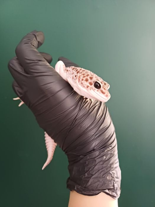 Gekon lamparci super snow mack