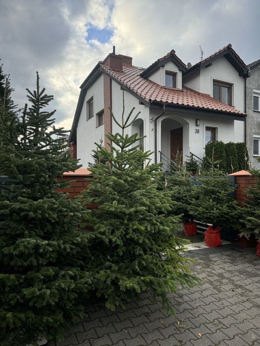 PIĘKNE CHOINKI świąteczne jodła kaukaska świerk cięte i w donicy