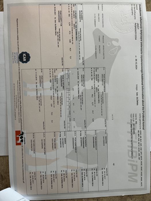 Buhaje rozpłodowe po zarodkach z USA