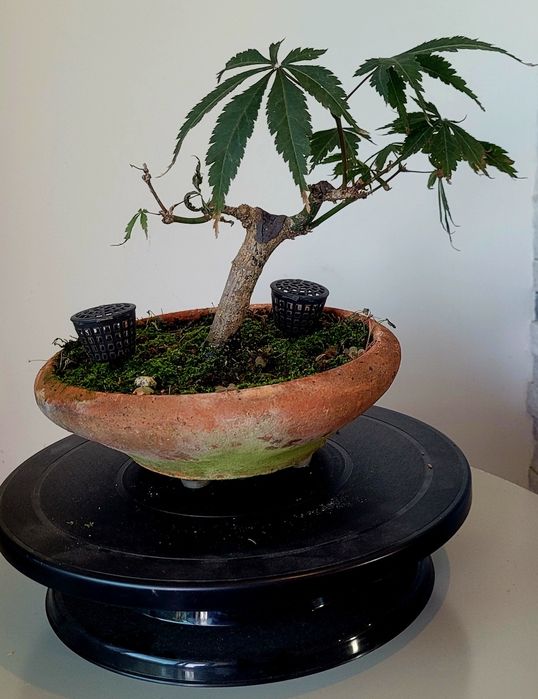 Bonsai de Palmatum