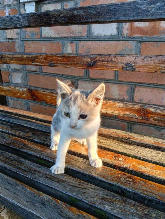 Кошенята в добрі руки