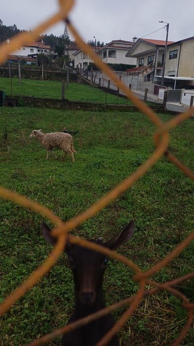 Ovelha  com 11 meses  está  prenha