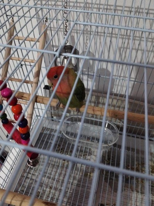 Roseicolli 2 meses e meio