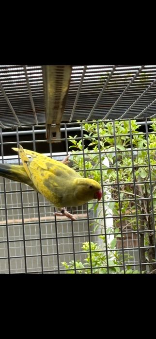 Ring neck malhados
