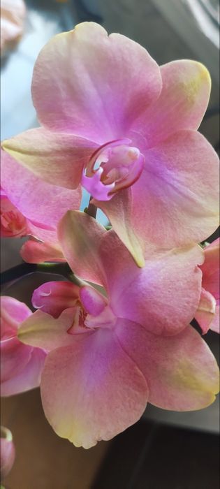 Орхідея а-ля Розетта